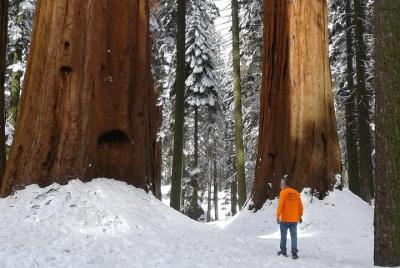 Aventura con raquetas de nieve en el Parque Nacional Sequoia Aventura con raquetas de nieve en el Parque Nacional Sequoia