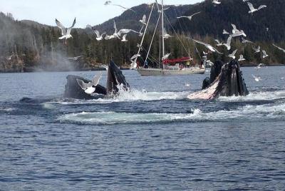 Excursión en la costa de Sitka: avistamiento de ballenas y vida marina