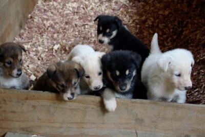 Campamento de Musher y experiencia de asado S'more