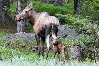 Jet Boat Adventure y Raptor Expedition - Salida de Skagway