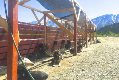 Aventura en trineo tirado por perros en Yukón en Skagway