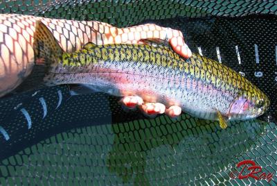 Pesca del trofeo Rainbows y salmón en el mundialmente famoso río Kenai en Alaska