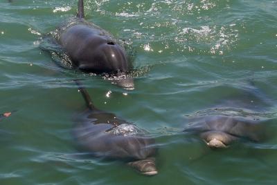 Tour de delfines en un bote privado Tour de delfines en un bote privado