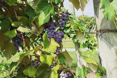 Degustación de vinos del lago Seneca y tour