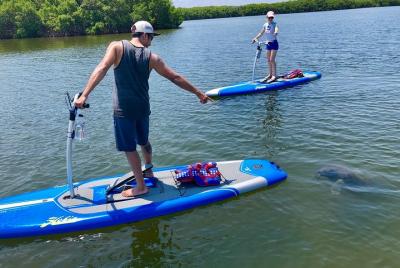 Actividad de surf de remo de Tampa Bay Marine Life Actividad de surf de remo de Tampa Bay Marine Life