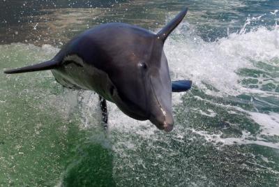 Tour privado con delfines y visita a Shell Key Preserve: ¡snorkel, concha y natación! Tour privado con delfines y visita a Shell Key Preserve: ¡snorkel, concha y natación!