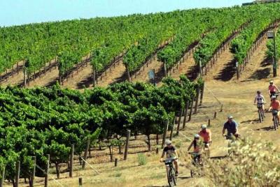 Tour guiado en bicicleta eléctrica por la región vinícola de Temecula Visita 3 bodegas con almuerzo y refrigerios Tour guiado en bicicleta eléctrica por la región vinícola de Temecula Visita 3 bodegas con almuerzo y refrigerios