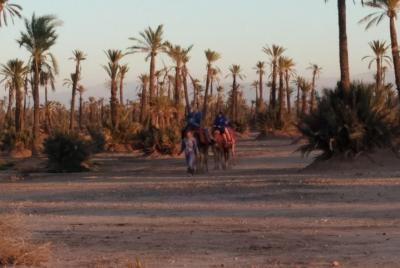 Paseo en camello en el desierto rocoso de Agafay