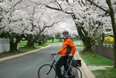 Exclusivo de Viator: Recorrido en bicicleta por los cerezos en flor de Washington DC