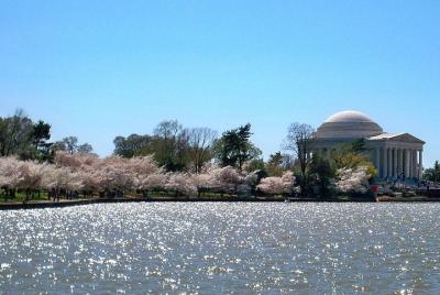Tidal Basin: pasea por los cerezos en flor y los monumentos en un audio tour