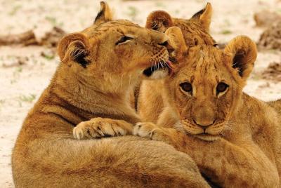 Juego de día completo en el parque nacional de Hwange Safari en coche