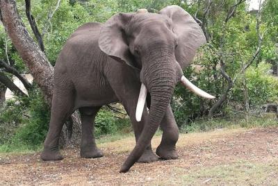 Viaje de safari por la fauna de Zimbabwe 12 días