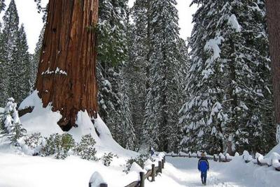 Caminata o raquetas de nieve gigantes de Sequoia Grove Caminata o raquetas de nieve gigantes de Sequoia Grove