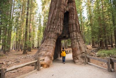 Caminata privada gigante de Sequoia Grove Caminata privada gigante de Sequoia Grove