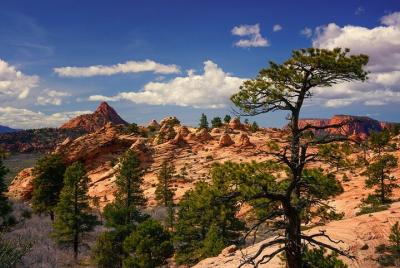 Tour panorámico privado del Parque Nacional Zion