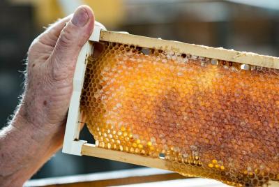 Fine Flavors - Tour de comida y vino de la isla Canguro de día completo