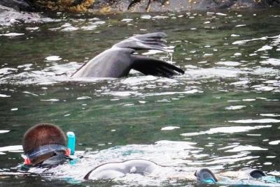 Kangaroo Island Ocean Safari - Snorkel Safari