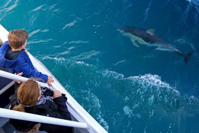 Crucero de delfines y ballenas