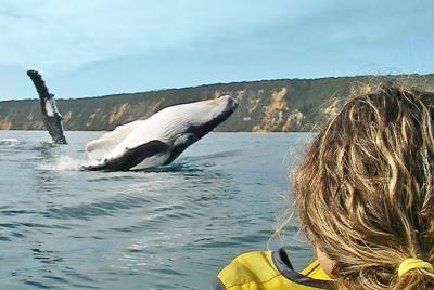 Fantástica excursión de un día con kayak con delfines y recorrido en 4X4 por la playa con salida desde Noosa Fantástica excursión de un día con kayak con delfines y recorrido en 4X4 por la playa con salida desde Noosa