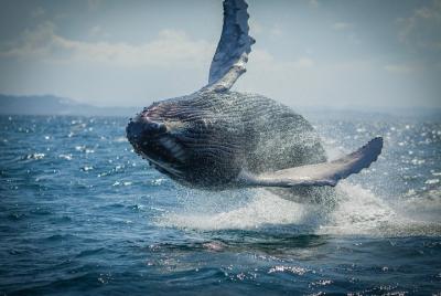 Tour guiado de avistamiento de ballenas de 2 horas en Noosa Tour guiado de avistamiento de ballenas de 2 horas en Noosa