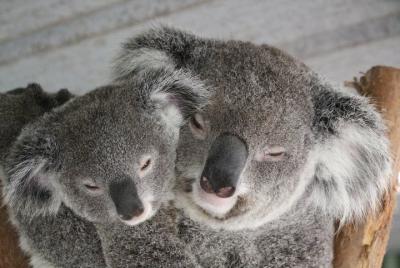 Entrada general al parque zoológico de Featherdale