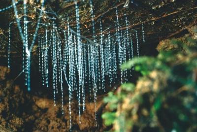 Excursión por la costa: tour de pequeños grupos en la Bahía de las Islas, tour con las cuevas Glowworm