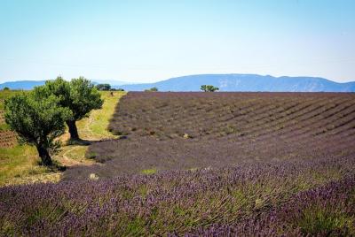 Campos de lavanda de Provence y Forcalquier mercados callejeros provenzales visita privada