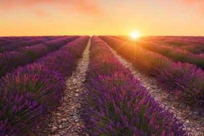 Cena con chef privado en un campo de lavanda.