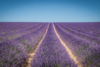 Lavandas en Valensole Tour privado de medio día por la mañana desde Aix en Provence