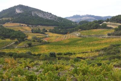 Tour de medio día para grupos pequeños de vino de Provence Cru desde Aviñón