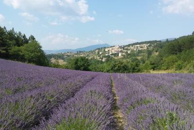 Full day tour de lavanda Luberon y Sault Full day tour de lavanda Luberon y Sault