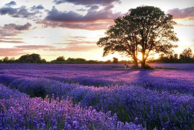 Excursión de todo el día por las aldeas de Provenza y los campos de lavanda desde Aviñón Excursión de todo el día por las aldeas de Provenza y los campos de lavanda desde Aviñón