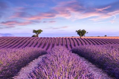 Excursión de un día para grupos pequeños a Valensole desde Aviñón Excursión de un día para grupos pequeños a Valensole desde Aviñón