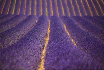 Full Day Ocean of Lavender en Valensole desde Aviñón Full Day Ocean of Lavender en Valensole desde Aviñón