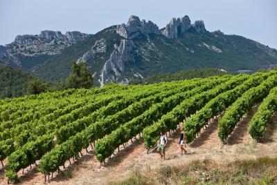 Visita privada guiada a pie por las vides de Chateauneuf du Pape desde Aviñón Visita privada guiada a pie por las vides de Chateauneuf du Pape desde Aviñón