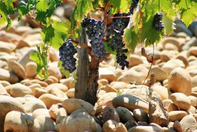 Tour privado de un día completo al vino de Cotes du Rhone con degustación de Avignon Tour privado de un día completo al vino de Cotes du Rhone con degustación de Avignon