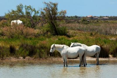 Tour privado de Provenza: la Camarga, Les-Saintes-Maries-de-la-Mer y Aigues-Mortes Tour privado de Provenza: la Camarga, Les-Saintes-Maries-de-la-Mer y Aigues-Mortes