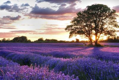 Excursión privada a pie por los pueblos provenzales y campos de lavanda de día completo desde Aviñón Excursión privada a pie por los pueblos provenzales y campos de lavanda de día completo desde Aviñón