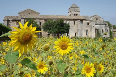 Tour privado por la Provenza: Tras los pasos de Van Gogh Tour privado por la Provenza: Tras los pasos de Van Gogh