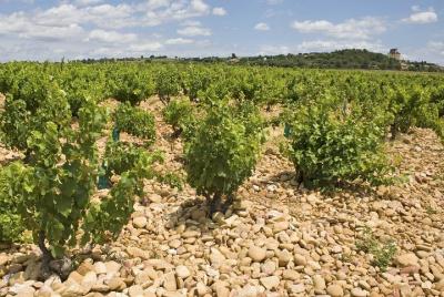 Tour vinícola privado por el valle del Ródano desde Aviñón: Chateauneuf-du-Pape y Tavel Tour vinícola privado por el valle del Ródano desde Aviñón: Chateauneuf-du-Pape y Tavel