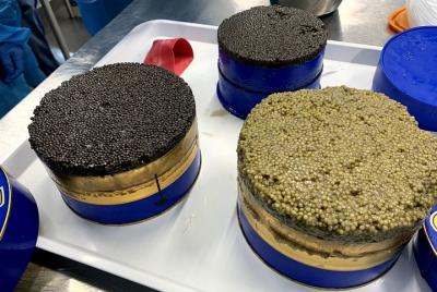 Visita en inglés Visita a la granja de esturiones con taller de elaboración de caviar en Neuvic