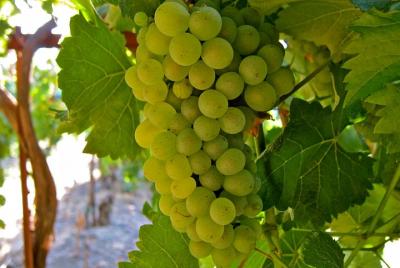 Wine, Dine & Castle Tours Valle del Loira