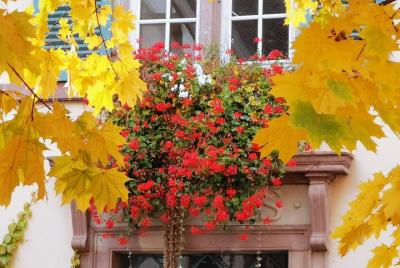 TOUR VIP desde Colmar: 1/2 día, ruta del vino, pueblos y degustación (opción)