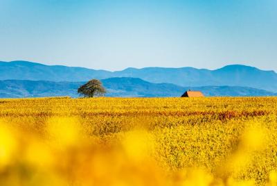 Tour privado de cata de vinos con conductor personal