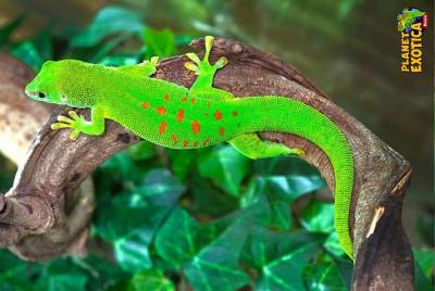 Ticket de entrada a Planet Exotica