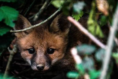Curso privado de fotografía de animales en Lac de Payolle