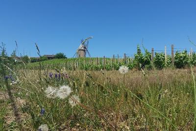 Excursión privada de un día a la cata de vinos de la región de Beaujolais desde Lyon Excursión privada de un día a la cata de vinos de la región de Beaujolais desde Lyon