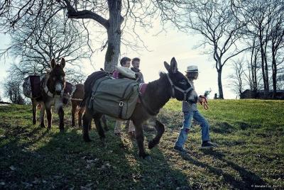 Paseos y caminatas con burros Paseos y caminatas con burros