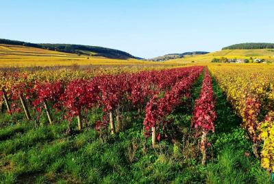 Ruta del vino de Beaujolais Tour en grupo pequeño con degustación desde Lyon Ruta del vino de Beaujolais Tour en grupo pequeño con degustación desde Lyon