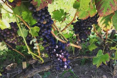 Côte-Rôtie y Región de Viena Historia romana con cata de vinos de Lyon Côte-Rôtie y Región de Viena Historia romana con cata de vinos de Lyon